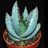 Aloe peglerae-art84